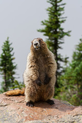 Hoary Marmot posing on a rock on a hot sunny day on Whistler in the summer months