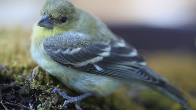 Juvenile goldfinch on moss closeup 