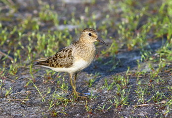 Calidris temminckii. Temminck's stint at evening lighting on Yam