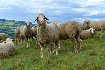 Obraz premium Schafe