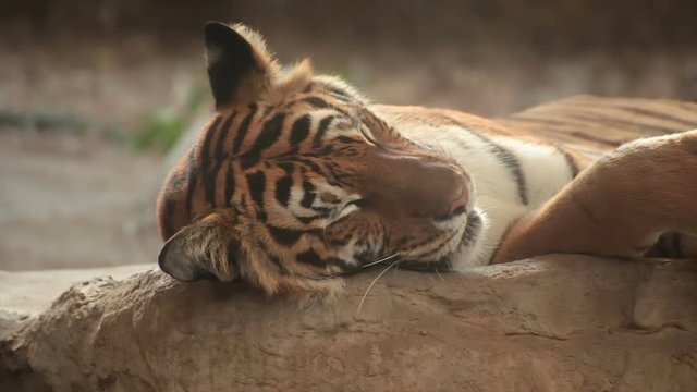 Bengal tiger is sleeping, and relax on timber under tree