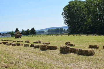 Frisch gepresste Heuballen auf einer Wiese