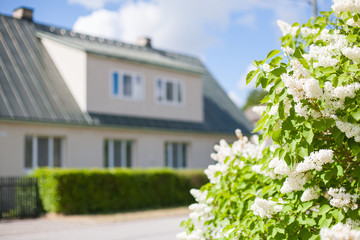 White lilac blossoms with a large family house in the background