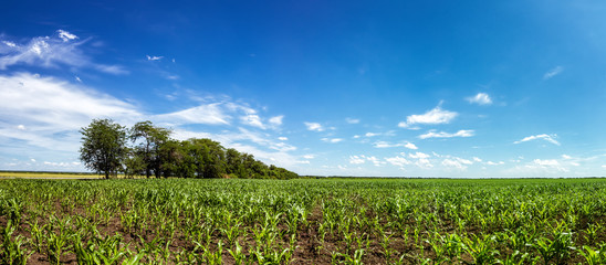 панорама поля с кукурузой, Россия