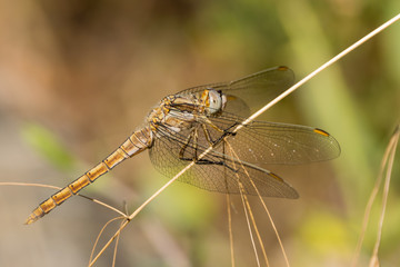 Dragonfly in the wild side view