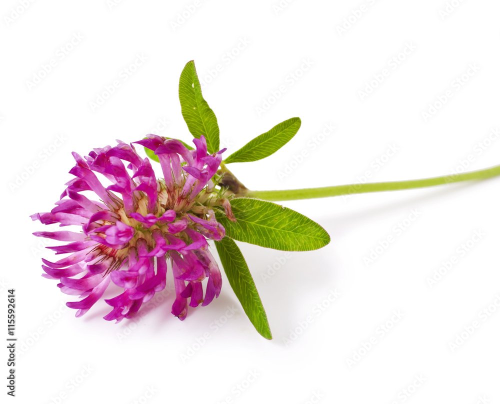 Wall mural pink clover flower isolated on a white