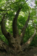 Fototapeta premium Strange shaped tree in the forest