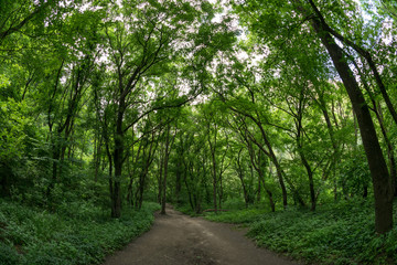 Fototapeta na wymiar Trail through the forest in the Cheile Turzii Region, Romania