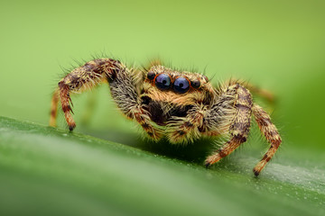 Jumping spider on a leaf