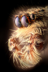 Naklejka na ściany i meble Extreme magnification - Jumping spider portrait, side view