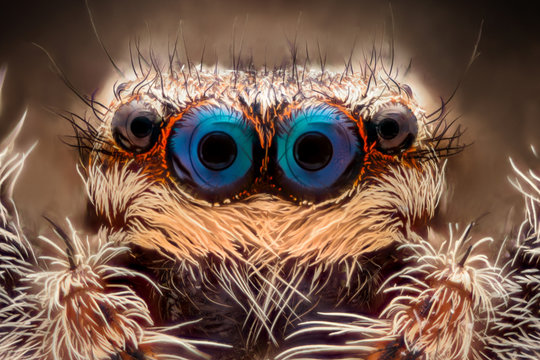 Extreme magnification - Jumping spider portrait, front view