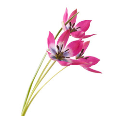 Red and White Tulip Isolated on White Background (Tulip Tarda) 