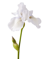 Flower of white iris on a white background