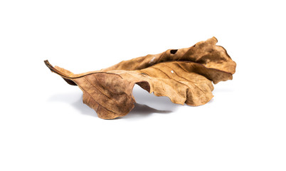 Dry leaf isolate on white background