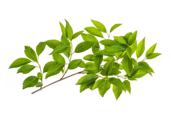 branch with green leaves