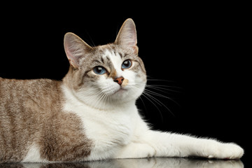 Naklejka premium Closeup Cute White Cat with Huge Blue eyes, paws in front of him, Lying and Curious Looking in Camera, on Isolated Black Background, Side view