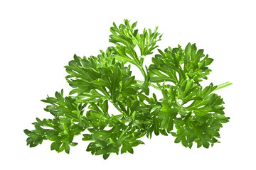 Green leaves of parsley isolated on white background