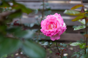 Hot pink rose blooming in the garden