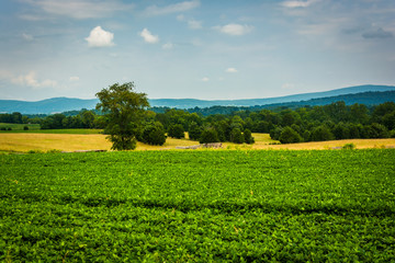 Farm field and distant mountains at Antietam National Battlefiel