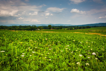 Farm field at Antietam National Battlefield, Maryland.