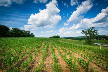 Fototapeta na wymiar Farm field near Glen Rock, in York County, Pennsylvania.