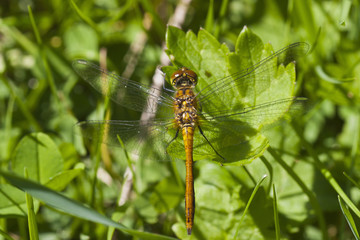 Dragonfly