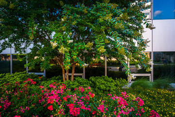 Fototapeta na wymiar Flowers and tree at Freedom Park, in Rosslyn, Arlington, Virgini
