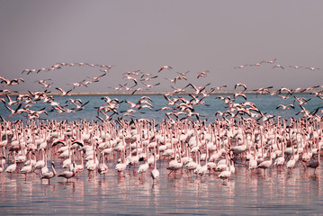 .Flamingo birds in the lake Nakuru, African safari, Namibia - obrazy, fototapety, plakaty