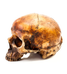 skull isolate on white background