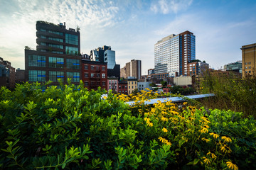 Flowers and view of buildings in Chelsea from The High Line, in