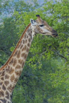 Close up portrait of a giraffe in the bush