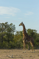 Giraffe standing in its environment in the bush