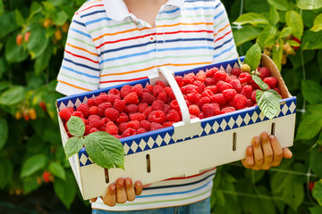 Hand of child holding basket with fresh rasberries