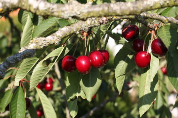 Cherry/Cherry tree in the sunny garden