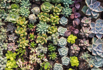 Miniature succulent plants