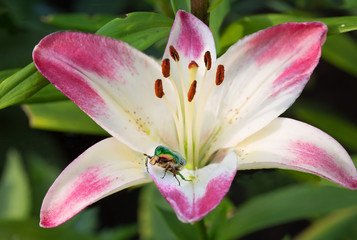 Fototapeta na wymiar Зелёный жук на цветке лилии