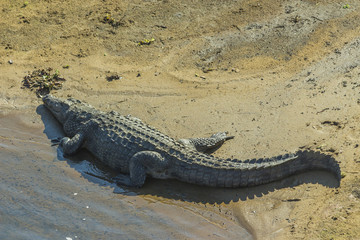 Large crocodile lying on a sand bank in the middle of a river