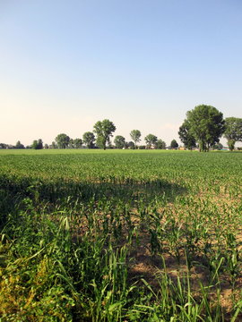 La campagna Lombarda