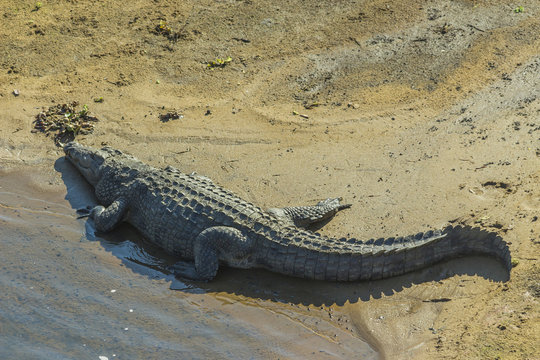 Large crocodile lying on a sand bank in the middle of a river