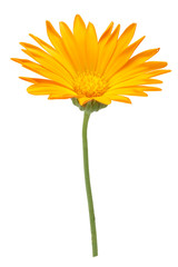 Naklejka premium Calendula officinalis flowers, clipping path