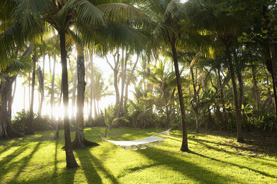 Costa Rica, Santa Teresa, Hammock between palm trees