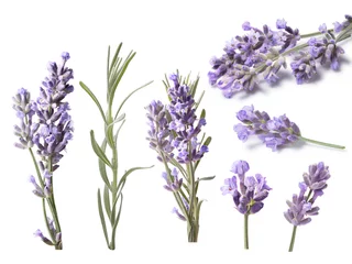 Deurstickers Bloeiende lavendel (Lavandula), uitknippaden © maxsol7