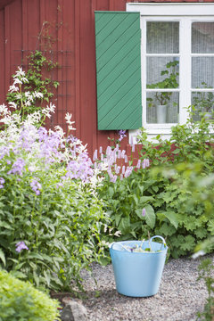 Sweden, Sodermanland, Dames rocket (Hesperis matronalis) and Vippslide (Aconogonon divaricatum) in backyard