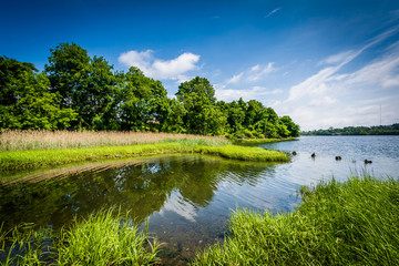 Grasses and trees along the Seekonk River, in Providence, Rhode