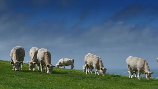vaches charolaises en p&acirc;ture