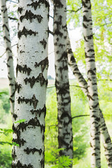 forest birch
