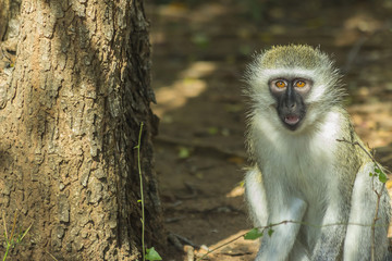 Curious vervet monkey has its mouth open on the ground