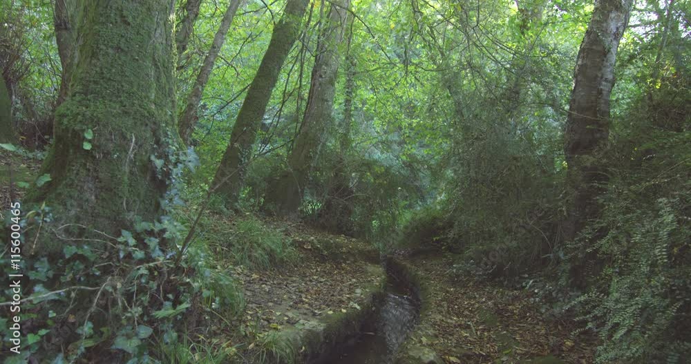 Poster stream flowing through a forest