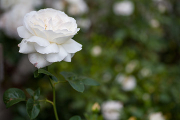 Beautiful white rose on a dark green background