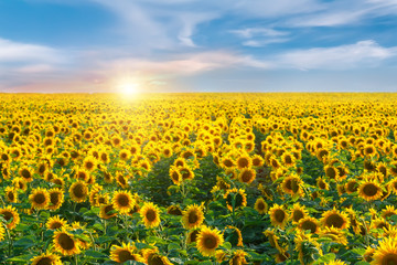 Sunflower field in the rays of the hot summer sun.